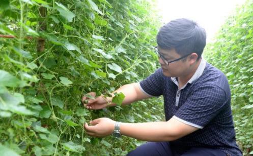 浙江小伙种植另类西瓜年收入50多万