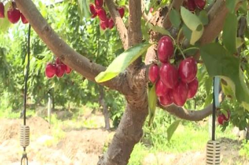 四川小伙回村种植车厘子年入百万