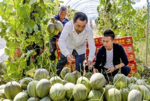 浙江小伙用科学方法种植大棚哈密瓜，年入三十多万