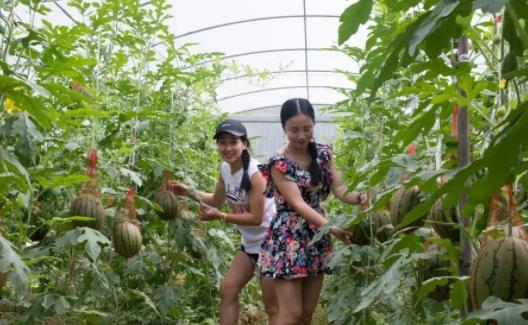 福建小伙回村创业种植长在树上的西瓜。全洪刚：我一天能卖两万块