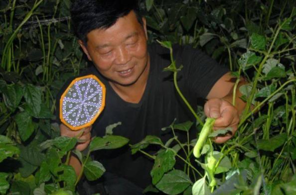 河南小伙一边种豆一边养殖豆青虫年入几十万
