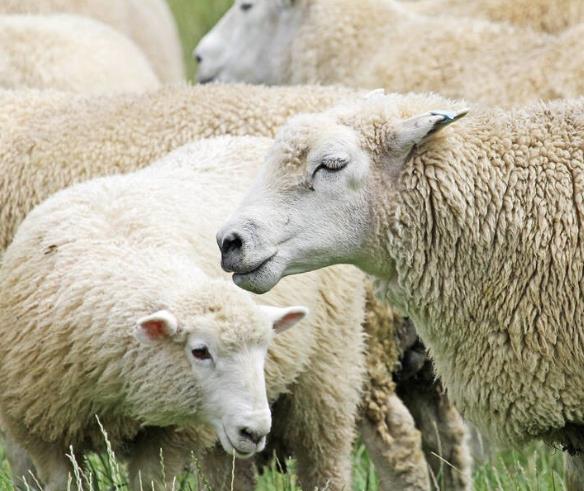 养50只母羊需要多少成本？养多长时间可以回本？