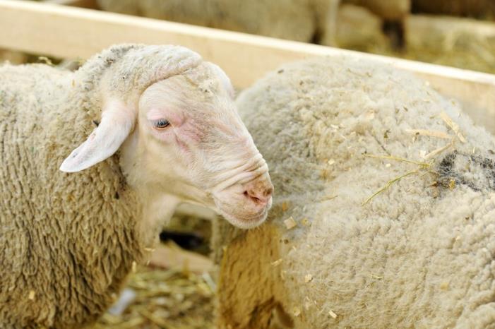 养50只母羊需要多少成本？养多长时间可以回本？