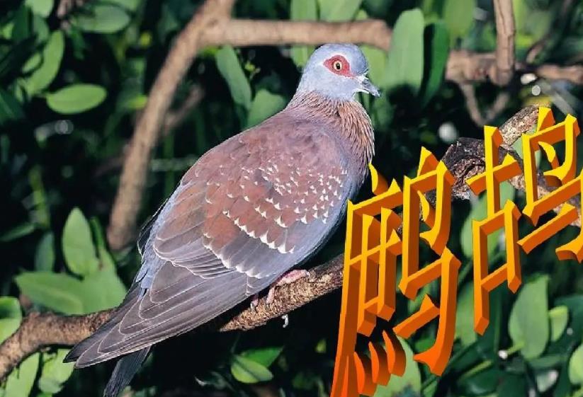 在农村，生猪养殖亏损，哪些养殖项目利润高能赚钱？看看这10个