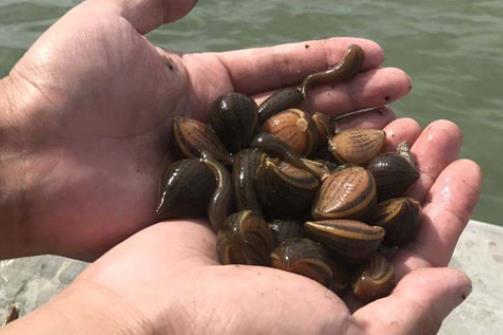 一亩田养殖水蛭的成本是多少