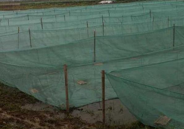 一亩田养殖水蛭的成本是多少