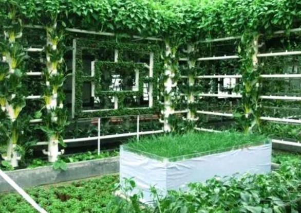 无土栽培需要投资多少钱?适合种植哪些植物?