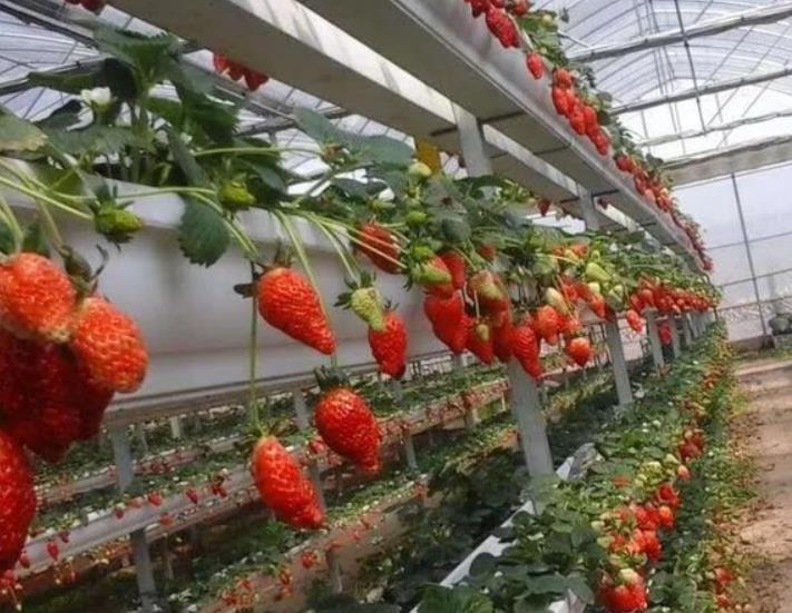 无土栽培需要投资多少钱?适合种植哪些植物?