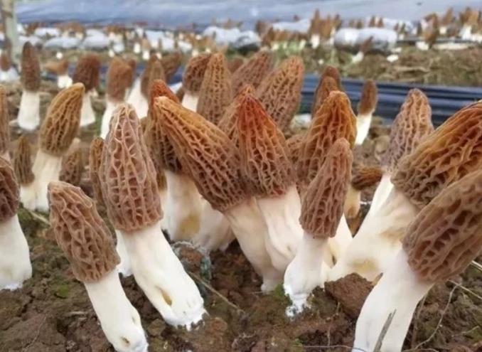 羊肚菌每斤600—2000元，为啥这么贵？亩产1500—2000斤，赚钱吗