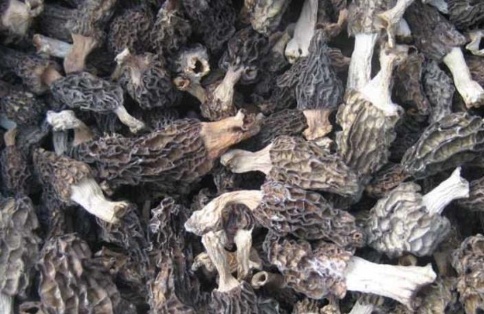 羊肚菌每斤600—2000元，为啥这么贵？亩产1500—2000斤，赚钱吗