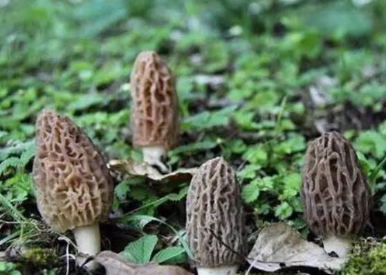 羊肚菌每斤600—2000元，为啥这么贵？亩产1500—2000斤，赚钱吗