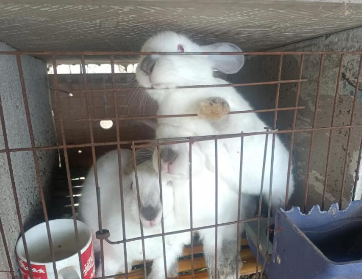 这种养兔模式，一只母兔年赚600元不是梦