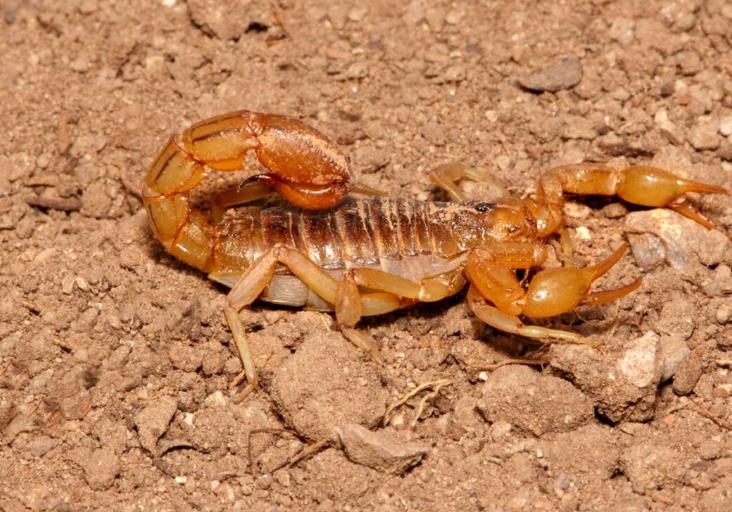 养蝎子赚钱么，蝎子养殖前景怎么样